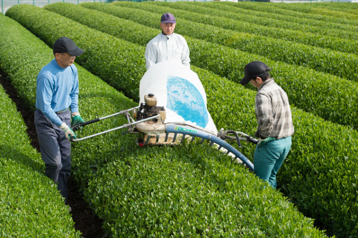 【冷熱皆宜】日本直送。牛島製茶 濃味特上茶包 50個家庭裝